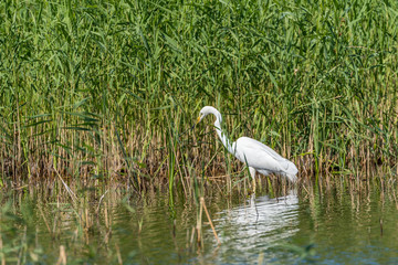 Great White Egret Perched in a Tree