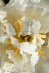Weisse Rose