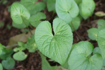 風景　葉　はっぱ　ハート型　茨城　公園