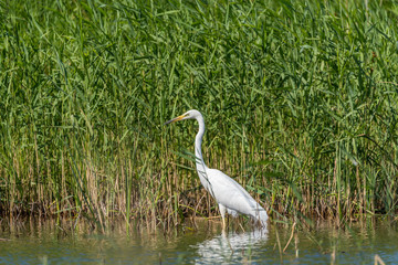 Great White Egret Perched in a Tree