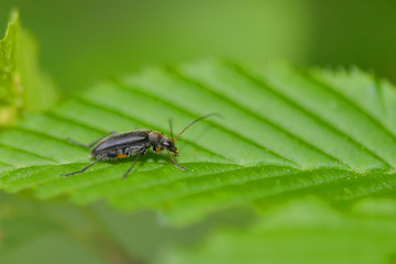	SCHWARZER GEBIRGS-WEICHKÄFER (CANTHARIS TRISTIS)
