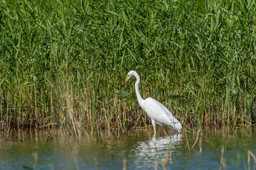 Great White Egret Perched in a Tree