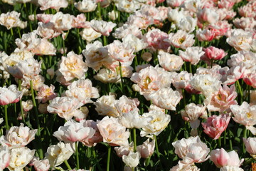 Weisse Rosen