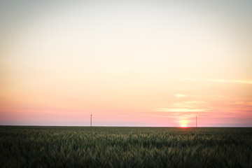 Obraz na płótnie Canvas Green wheat in a field at sunset