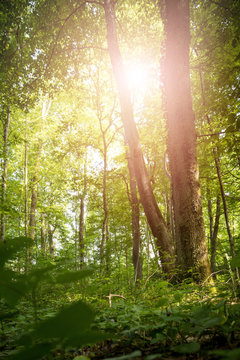 Impressive trees in the forest. Fresh green leaves and sunshine, springtime. Bottom view. © Patrick Daxenbichler