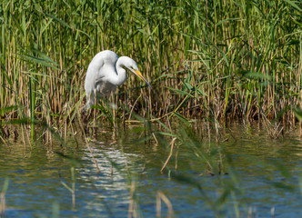Great White Egret Perched in a Tree