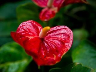  Anthurium andraeanum originated from the tropical regions of North and South America.