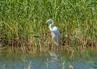 Great White Egret Perched in a Tree