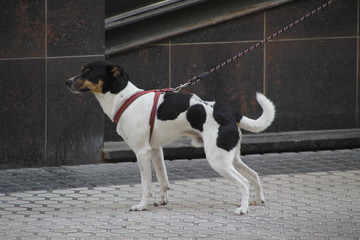 Dog tied to a leash