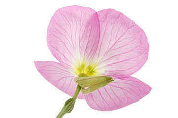 Flower of pink Evening Primrose, lat. Oenothera, isolated on white background