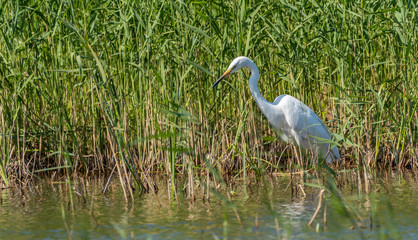 Great White Egret Perched in a Tree