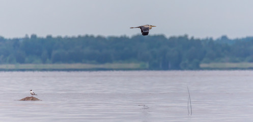 Grey Heron Flying in the Sky above a Lake in Latvia