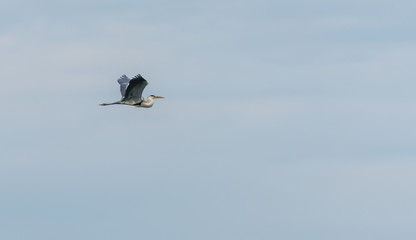 Grey Heron Flying in the Sky above a Lake in Latvia
