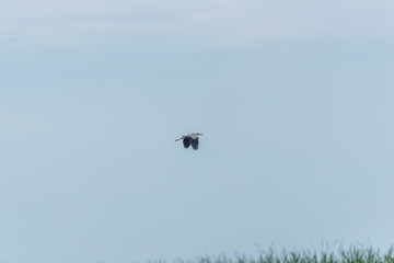 Grey Heron Flying in the Sky above a Lake in Latvia