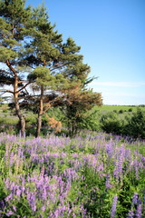 Flowering lupines on the edge of the forest