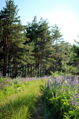 Flowering lupines on the edge of the forest