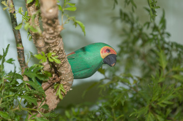 little green wooden parrot on Ming Arali (Polyscias fruticosa) tree, cute decoration garden ornament