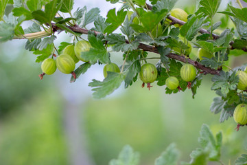 Fresh gooseberries on a branch of gooseberry bush with sunlight.