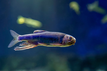 Naklejka premium オイカワ