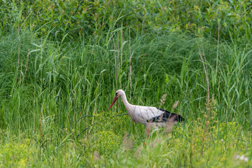 Stork Hunting for Food in Wetlands in Latvia