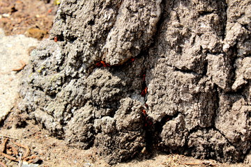 red insects