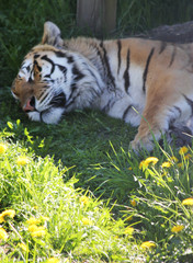 Siberian tiger sleeping in the grass.
