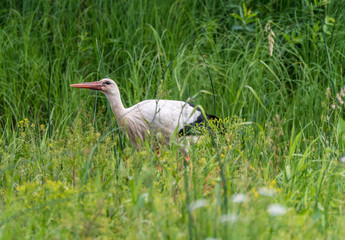 Stork Hunting for Food in Wetlands in Latvia