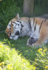 Siberian tiger sleeping in the grass.