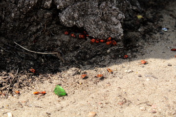 red insects
