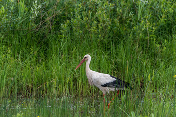 Stork Hunting for Food in Wetlands in Latvia