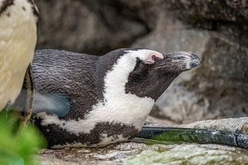 寝そべるケープペンギン