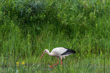 Stork Hunting for Food in Wetlands in Latvia