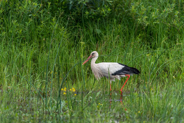 Stork Hunting for Food in Wetlands in Latvia