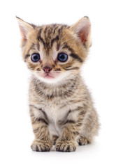 Kitten on white background.