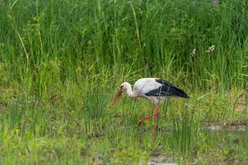 Stork Hunting for Food in Wetlands in Latvia