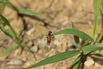 Bienenwolf (Philanthus triangulum)