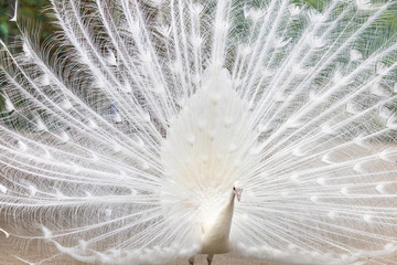 Obraz premium 白孔雀, シロクジャク, インドクジャク, 白変種