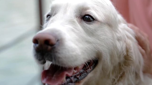 Woman pey her labrador
