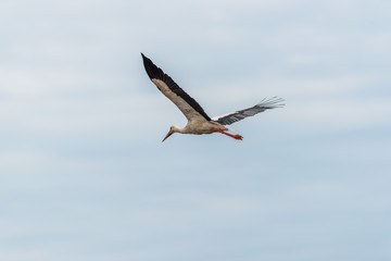 Stork Flying Over Wetlands in Latvia
