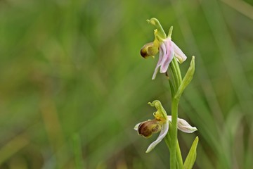 Varietät der Bienen-Ragwurz (Ophrys apifera var. bicolor)