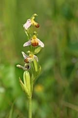 Varietät der Bienen-Ragwurz (Ophrys apifera var. bicolor)