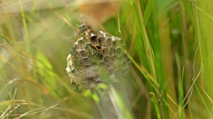 Nest der Heide-Feldwespe (Polistes nimpha)