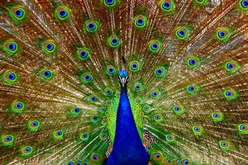 Obraz premium peacock with feathers