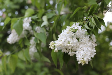 white flowers of a tree