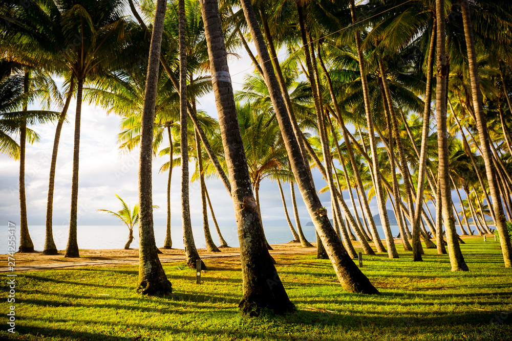 Wall mural palm cove beachfront