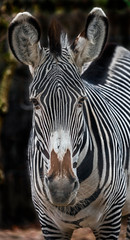 Fototapeta na wymiar Grevy`s zebra's head. Latin name - Equus grevyi