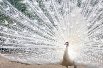 白孔雀, シロクジャク, インドクジャク, 白変種
