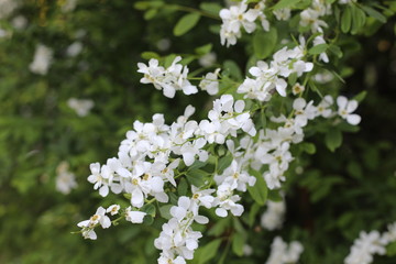white flowers of a tree in spring