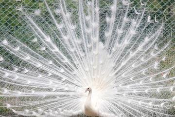 Obraz premium 白孔雀, シロクジャク, インドクジャク, 白変種