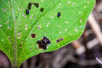 Tortoise Beetle on a Damaged Eggplant Leaf with Flea Beetles